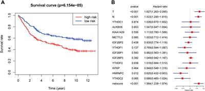 Risk Score Prediction Model of Prognosis in GC Patients by Age and Gender Combined With m6A Modification Genes FTO and RBM15